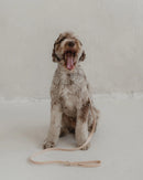 Dexypaws Waterproof Dog Leash Nude