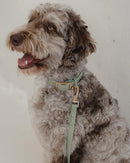Dexypaws Waterproof Dog Collar Sage Green