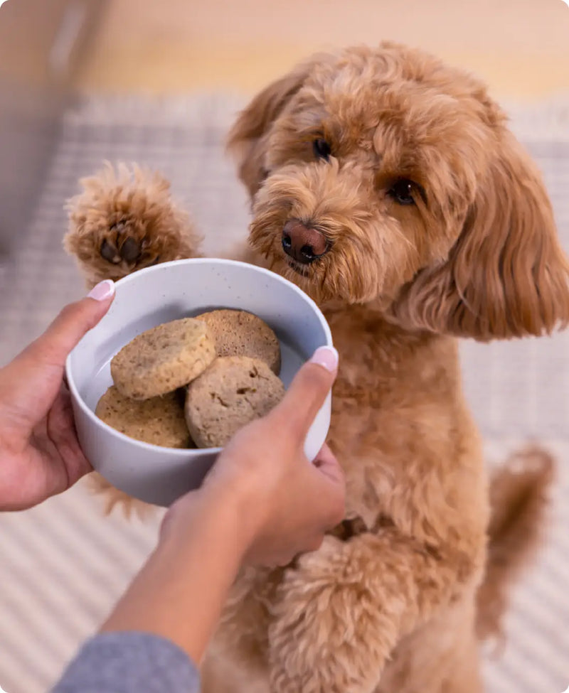 Open Farm Grass-Fed Beef Freeze Dried Raw Patties for Dogs