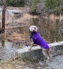 Chilly Dogs - Alpine Blazer Black/Imperial Purple Shell