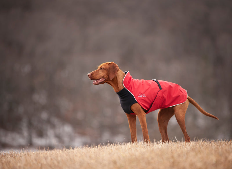 Chilly Dogs - Alpine Blazer Black/Red Shell