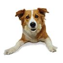 Nylabone Power Chew Medium