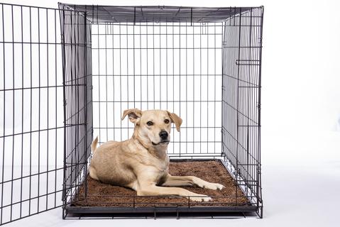 Dirty Dog Doormat Mocha Brown