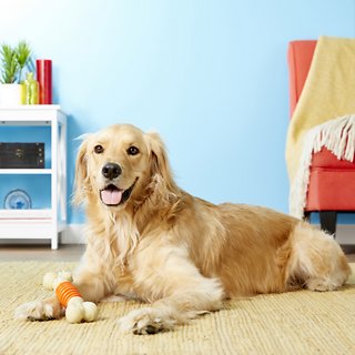 Nylabone Dental Pro Action Dog Toy