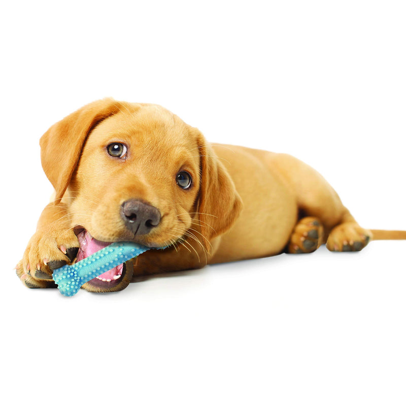 Nylabone Teething Puppy Chew