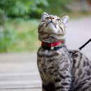 New Earth Soy Breakaway Cat Collar Cranberry