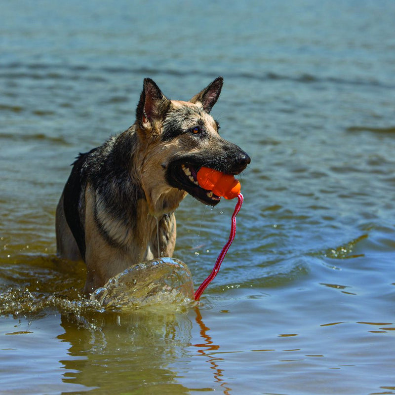 Kong Aqua Dog Toys