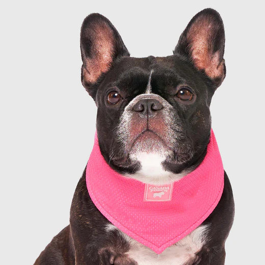 Canada Pooch Chill Seeker Bandana Neon Pink