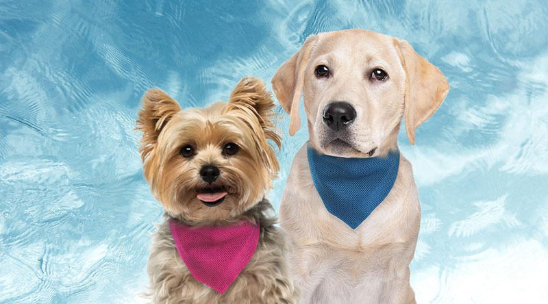 Cooling Bandanas for Dogs