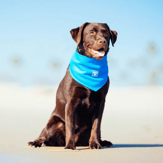 Canada Pooch Chill Seeker Bandana Blue