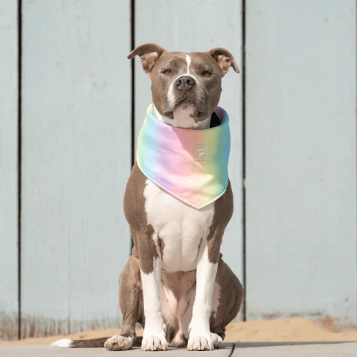 Canada Pooch Chill Seeker Bandana Rainbow