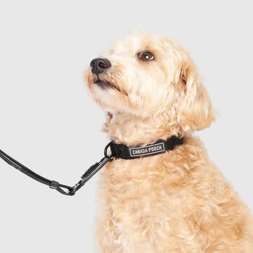 Canada Pooch Utility Collar Black