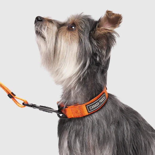 Canada Pooch Utility Collar Orange