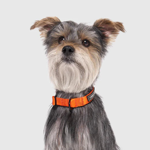 Canada Pooch Utility Collar Orange