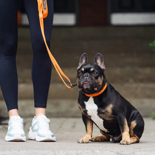 Canada Pooch Utility Collar Orange