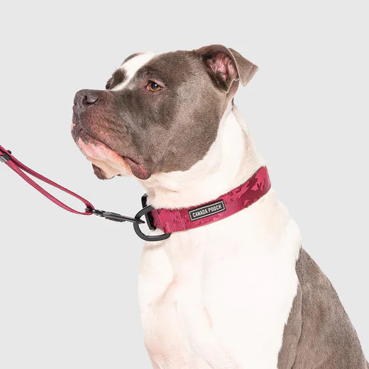 Canada Pooch Utility Collar Plum