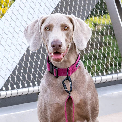 Canada Pooch Utility Collar Plum