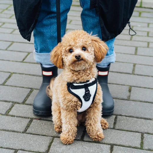 Canada Pooch The Everything Harness Reflective