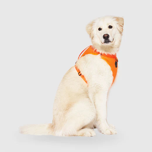 Canada Pooch The Everything Harness Orange