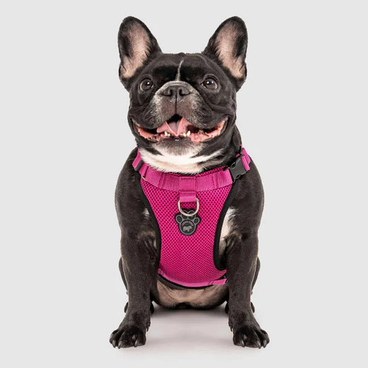 Canada Pooch The Everything Harness Plum