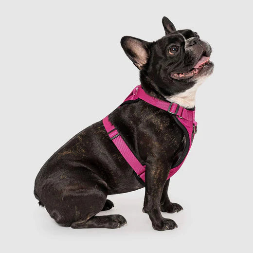 Canada Pooch The Everything Harness Plum