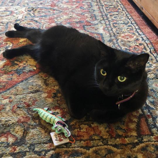 Fast Food Cat Toys