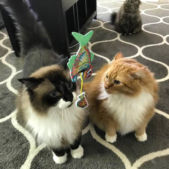 Fast Food Cat Toys