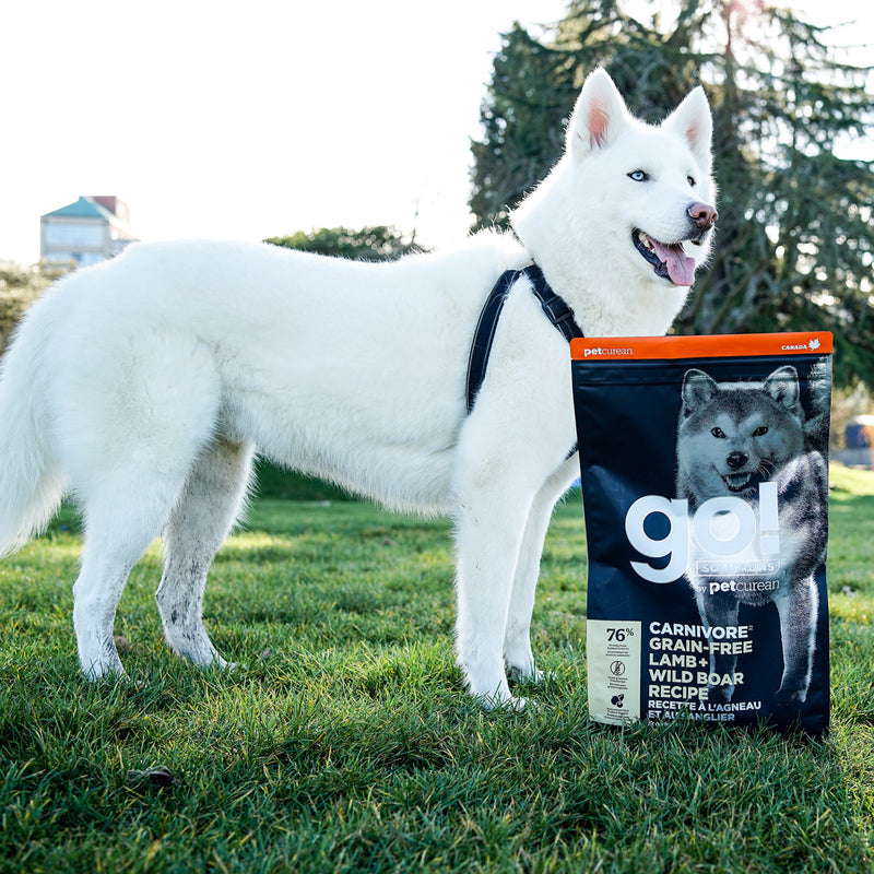 GO! Carnivore Grain-Free Lamb & Boar