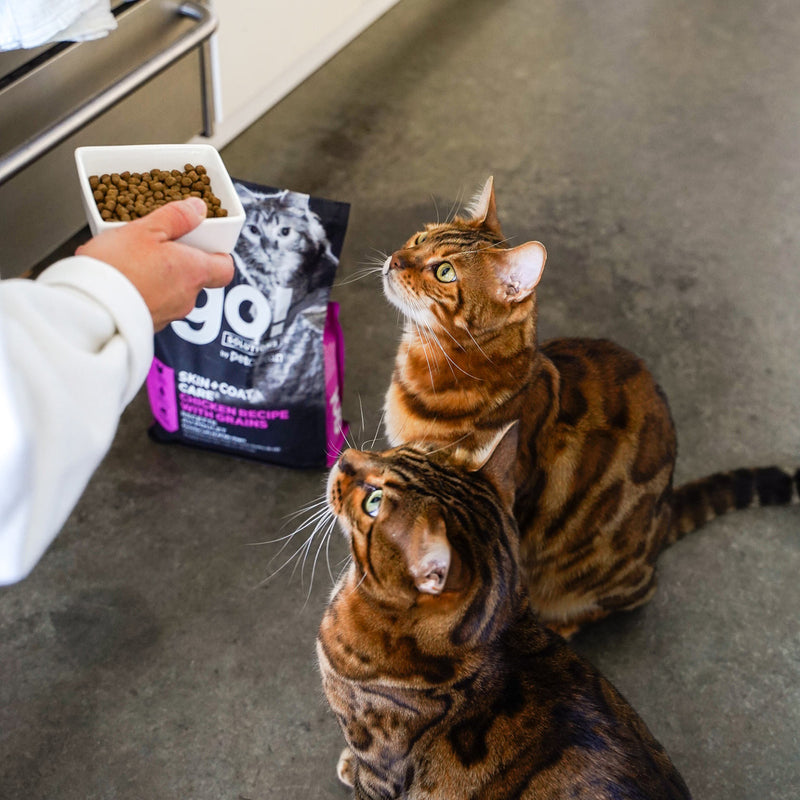 GO! Skin & Coat Chicken with Grains Cat Food