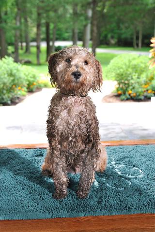 Dirty Dog Doormat Pacific Blue