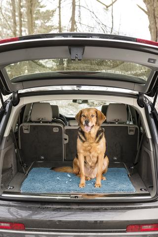 Dirty Dog Doormat Pacific Blue