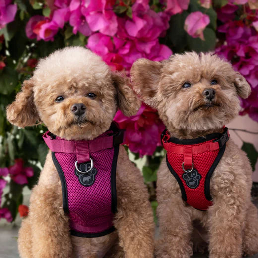 Canada Pooch The Everything Harness Plum