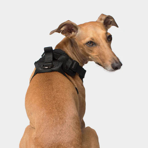 Canada Pooch The Everything Harness Black