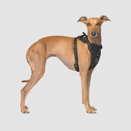 Canada Pooch The Everything Harness Black