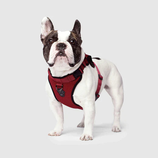 Canada Pooch The Everything Harness Red