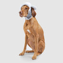 Canada Pooch Arctic Air Aviator Hat