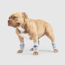 Canada Pooch Work It Knit Leg Warmers