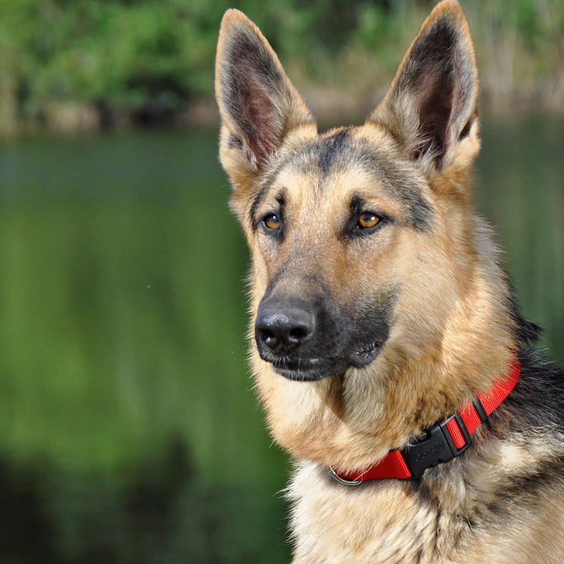 Coastal Adjustable Dog Collar Red