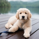 New Earth Soy Dog Leash Onyx