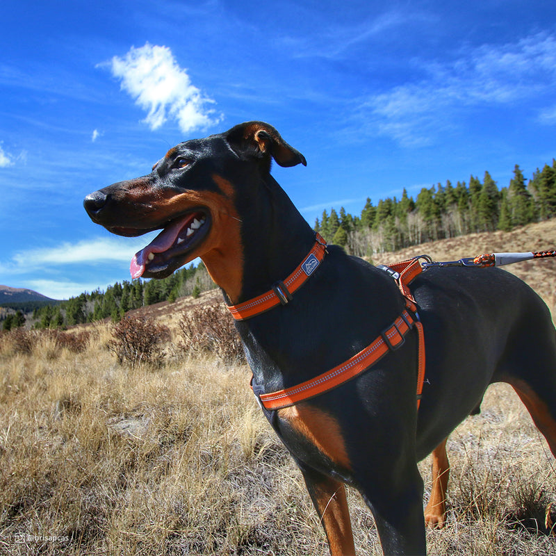 K9 Explorer Reflective Adjustable Dog Collar Campfire Orange