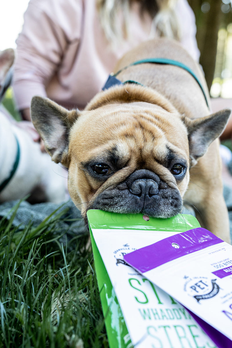 Stress! Whaddya Mean I'm Stressed! Calming and Anxiety Supplement Dog Biscuits