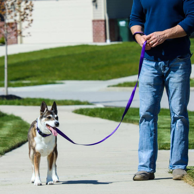 Inspire Adjustable Dog Collar Purple