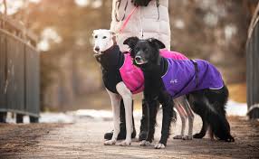 Chilly Dogs - Great White North Winter Coat Black/Imperial Purple Shell