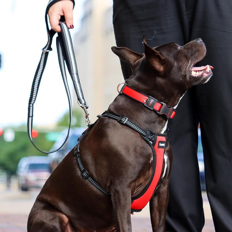 Inspire Adjustable Dog Collar Red
