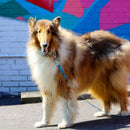 Sublime Dog Leash Navy Plaid