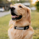 Inspire Adjustable Dog Collar Grey