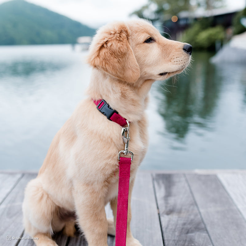 Earth Soy Dog Leash Fuchsia