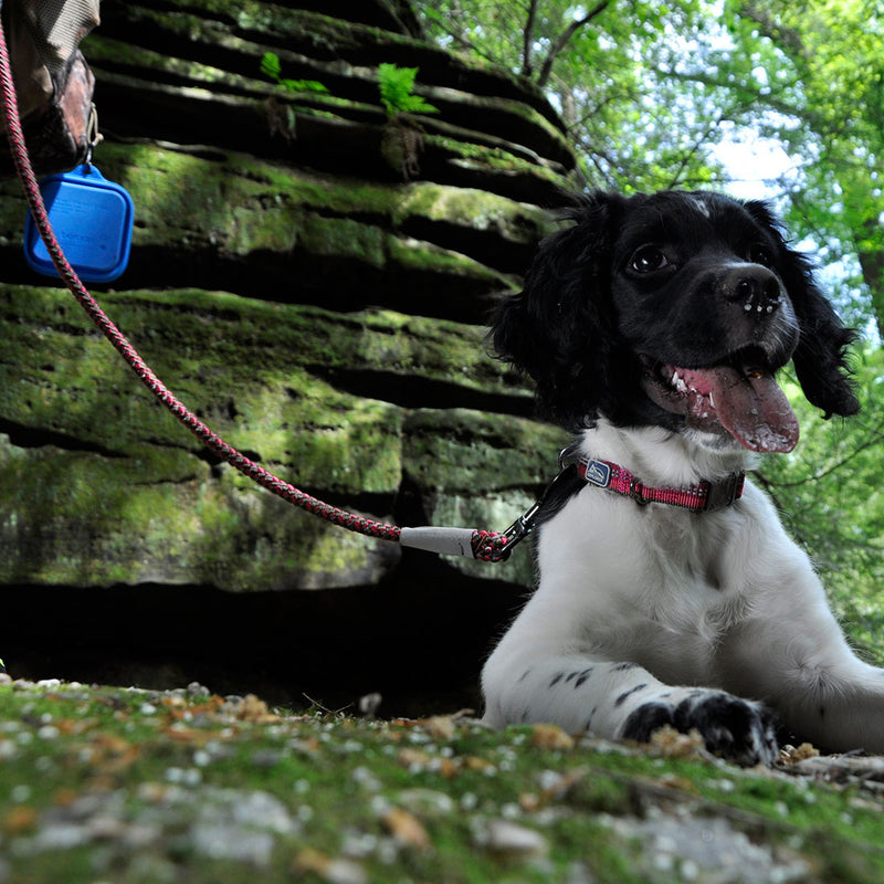 Explorer Reflective Braided Rope Snap Dog Fern