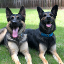 Sublime Adjustable Dog Collar Navy Plaid