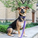 Sublime Dog Leash Purple Rain Drops